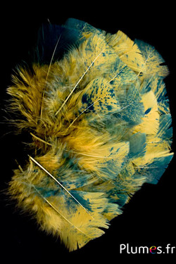Dinde mouchetée couleur turquoise - 6-8 cm - curry
